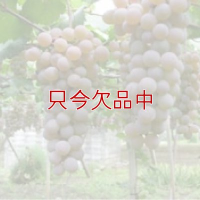 画像5: ダーウィンFC100【1kgｘ10入り / 箱】カルシウム葉面散布剤【有機JAS適合資材】