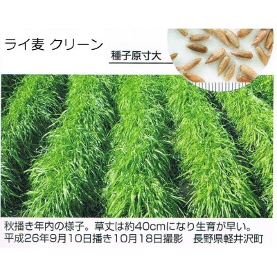 ライ麦|クリーン