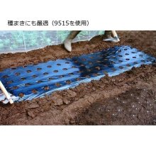 詳細写真1: 【ホールマルチ】タマネギ用マルチ【5条用】（95cm×200m）穴の間隔15cm【9515】