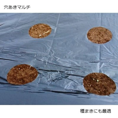 タマネギマルチ【5条用】(95cm×10m)穴の間隔15cm・約330株用