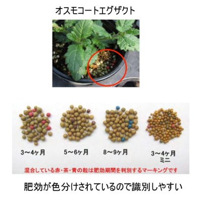 オスモコートエグザクト ミニ（16-8-11 / 3-4ヶ月）【10kg】
