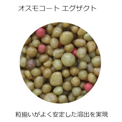 【肥効8-9ヶ月】オスモコートエグザクト(N15-P9-K11)スタンダード【25kg】