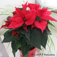 詳細写真1: [個人宛・離島OK] ピータース 15-5-25PL【10kg】ポインセチア育苗、切花採花、植物全般用水溶性肥料｜各種微量要素入り高純度粉末液肥【日祭日の配送・時間指定不可】