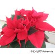 画像7: [個人宛・離島OK] ピータース 15-5-25PL【10kg】ポインセチア育苗、切花採花、植物全般用水溶性肥料｜各種微量要素入り高純度粉末液肥【日祭日の配送・時間指定不可】