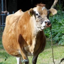 詳細写真1: 養鶏用 かきがら飼料【中目（4-8mm）】-ボレー粉-【20kg】動物質カルシウムと総合ミネラルを補給