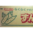 ナガイモ-ずんぐり太郎-カネコ種苗選抜-種長芋