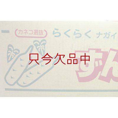 ナガイモ-ずんぐり太郎-カネコ種苗選抜-種長芋