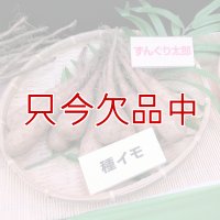 [完売]ナガイモ-ずんぐり太郎-カネコ種苗選抜-種長芋【500g】らくらくナガイモシリーズ