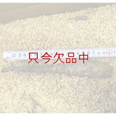 ナガイモ-ずんぐり太郎-カネコ種苗選抜-種長芋