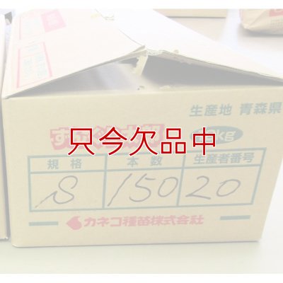 ナガイモ-ずんぐり太郎-カネコ種苗選抜-種長芋