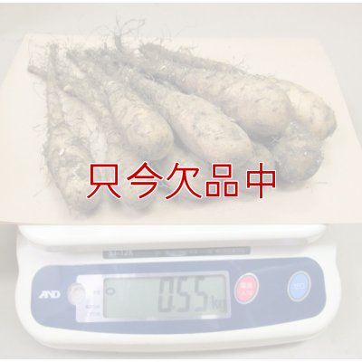 ナガイモ-ずんぐり太郎-カネコ種苗選抜-種長芋