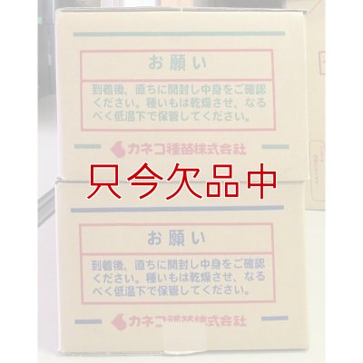 ナガイモ-ゲンコツ次郎）-カネコ種苗選抜-種長芋