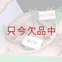 [2024年12月より予約開始します]ナガイモ-ゲンコツ次郎-カネコ種苗選抜-種長芋【500g】らくらくナガイモシリーズ