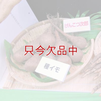 ナガイモ-ゲンコツ次郎）-カネコ種苗選抜-種長芋