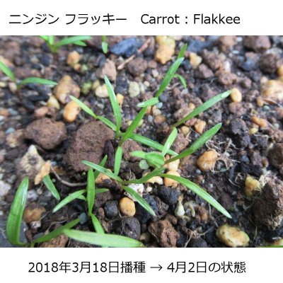 【有機種子】ニンジン フラッキー【大袋2dl/粒数目安：103467粒】Carrot : Flakkee