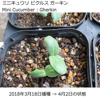 【有機種子】ミニキュウリ ピクルス ガーキン【50ml/粒数目安:1397粒】Mini Cucumber : Gherkin