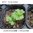 【有機種子】金カブ 甲高 小カブ タイプ【大袋1dl/粒数目安：65960粒】 Turnip Golden