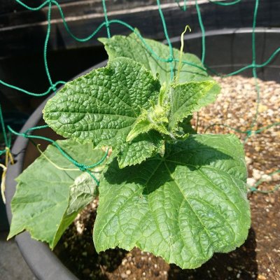 【有機種子】ミニキュウリ ピクルス ガーキン【50ml/粒数目安:1397粒】Mini Cucumber : Gherkin