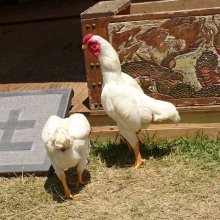 詳細写真2: 養鶏用 かきがら飼料【中目（4-8mm）】-ボレー粉-【20kg】動物質カルシウムと総合ミネラルを補給