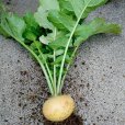 【有機種子】金カブ 甲高 小カブ タイプ【大袋1dl/粒数目安：65960粒】 Turnip Golden