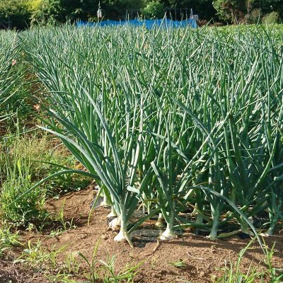 タマネギマルチ【5条用】(95cm×10m)穴の間隔15cm・約330株用