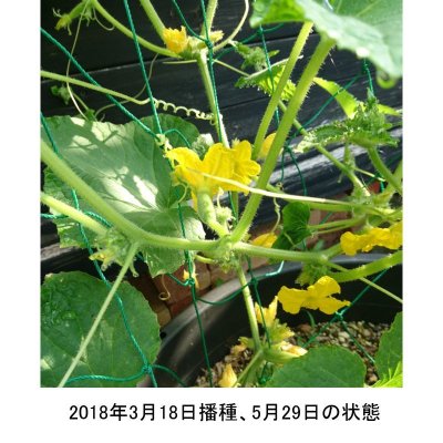 【有機種子】ミニキュウリ ピクルス ガーキン【50ml/粒数目安:1397粒】Mini Cucumber : Gherkin