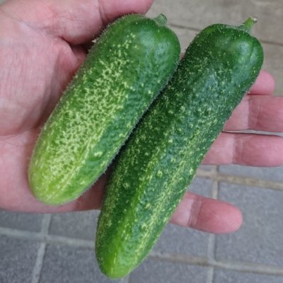 【有機種子】ミニキュウリ ピクルス ガーキン【50ml/粒数目安:1397粒】Mini Cucumber : Gherkin