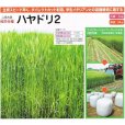 二条大麦｜ハヤドリ2【極早生種】｜カネコ種苗製