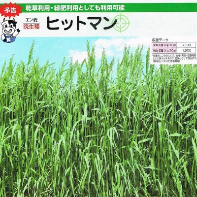 【牧草種子】エン麦｜ヒットマン【晩生種】カネコ種苗製