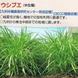 【牧草種子】トールフェスク｜ウシブエ【中生種】カネコ種苗製