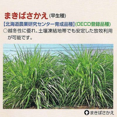   【牧草種子】メドウフェスク｜まきばかえ【早生種】カネコ種苗製