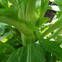 詳細写真3: 有機野菜の土《甘くて、美味しい野菜づくり》家庭園芸用培養土【14L】