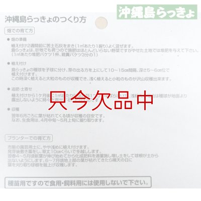 縄 島らっきょ【100g】沖縄健康野菜（栽培用種球