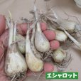 エシャロット（生食用ラッキョウ）