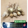 [[値下げ]]【鹿児島産・種球】エシャロット（生食用ラッキョウ）【100g】健康野菜（栽培用種球）