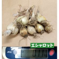[[値下げ]]【鹿児島産・種球】エシャロット（生食用ラッキョウ）【100g】健康野菜（栽培用種球）