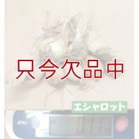 [[値下げ]]【鹿児島産・種球】エシャロット（生食用ラッキョウ）【100g】健康野菜（栽培用種球）