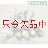 【鹿児島産】エシャロット（生食用ラッキョウ）【1kg】健康野菜（栽培用種球）