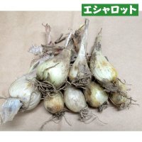 [2024年7月出荷品・予約受付中]【鹿児島産】エシャロット（生食用ラッキョウ）【1kg】健康野菜（栽培用種球）【単独注文でお願いいたします】