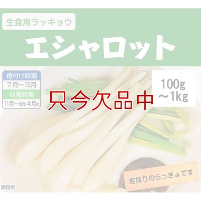 エシャロット（生食用ラッキョウ）