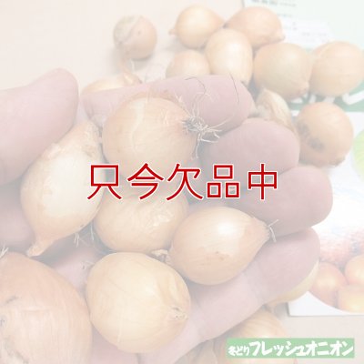 冬どりフレッシュオニオン