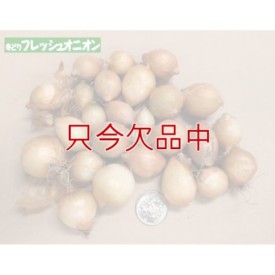 冬どりフレッシュオニオン