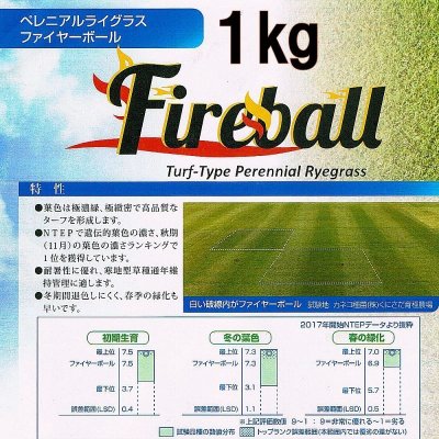 【新発売】【西洋芝種子】ペレニアルライグラス|ファイヤーボール【1kg入り】カネコ種苗製
