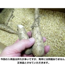 詳細写真1: [完売]ナガイモ-ゲンコツ次郎-カネコ種苗選抜-種長芋【500g】らくらくナガイモシリーズ