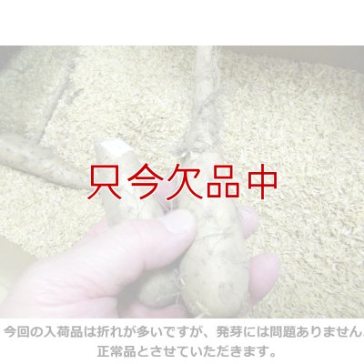 画像8: [完売・次回は2025年12月より予約開始します]ナガイモ-ずんぐり太郎-カネコ種苗選抜-種長芋【500g】らくらくナガイモシリーズ