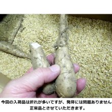 詳細写真2: [あるだけで終了]ナガイモ-ずんぐり太郎-カネコ種苗選抜-種長芋【500g】らくらくナガイモシリーズ