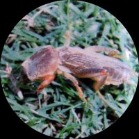 ドロップイン【1L】ケラ発生調査用資材（芝生養生）難防除害虫のケラ対策に