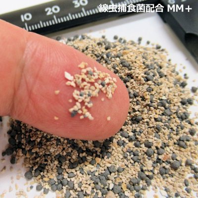 センチュウ捕食菌配合ケイ酸資材|MM+ エムエムプラス