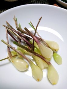 詳細写真2: [予約受付中・2025年7月出荷品]【鹿児島産】エシャロット（生食用ラッキョウ）【1kg】健康野菜（栽培用種球）※この商品は単独でご注文ください。
