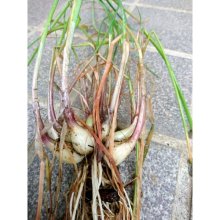 詳細写真1: [予約受付中・2025年7月出荷品]【鹿児島産】エシャロット（生食用ラッキョウ）【1kg】健康野菜（栽培用種球）※この商品は単独でご注文ください。